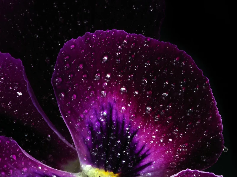 A Drippin Wet Art canvas: a purple bloom beaded with water on black